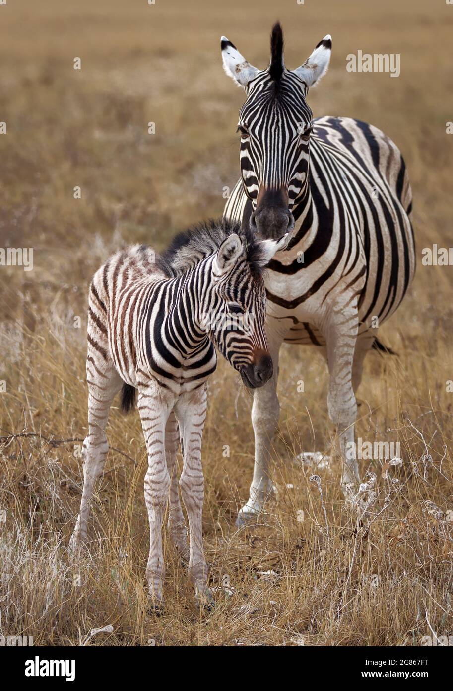 Un ritratto di una zebra di Burchells Equus burhelli e foal conosciuto anche come la zebra pianeggiante è un pony a strisce bianche e nere e risiede in scrub e gra Foto Stock