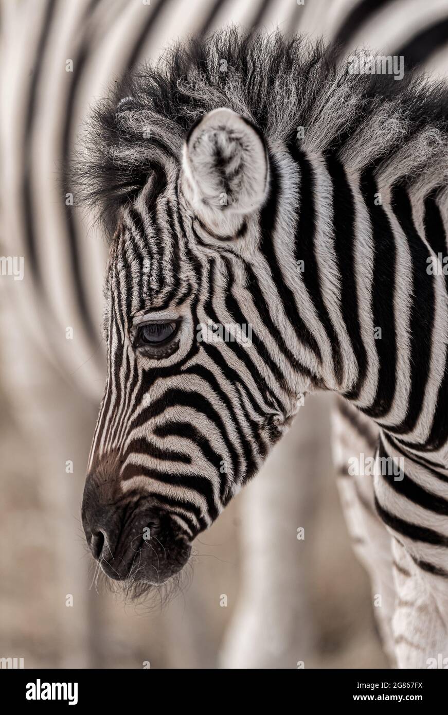 Un ritratto di Burchells zebra Equus burhelli, conosciuto anche come la zebra pianeggiante, ha l'aspetto di un pony a strisce con strisce nere e bianche prominenti Foto Stock