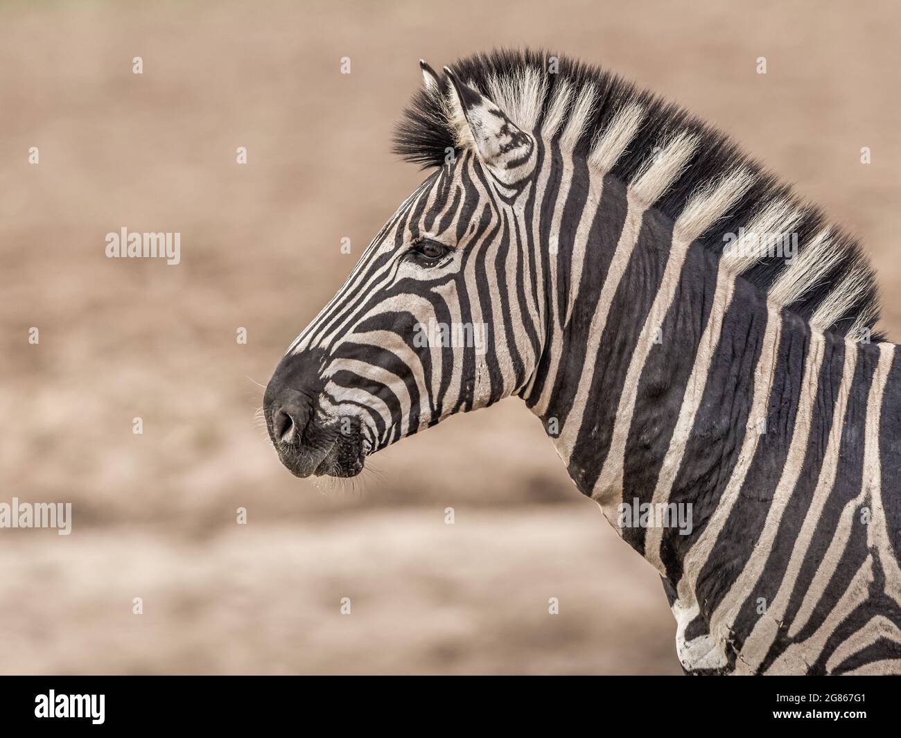 Un ritratto di Burchells zebra Equus burhelli che guarda in lontananza. L'aspetto è di un pony a righe con prominenti strisce bianche e nere Foto Stock