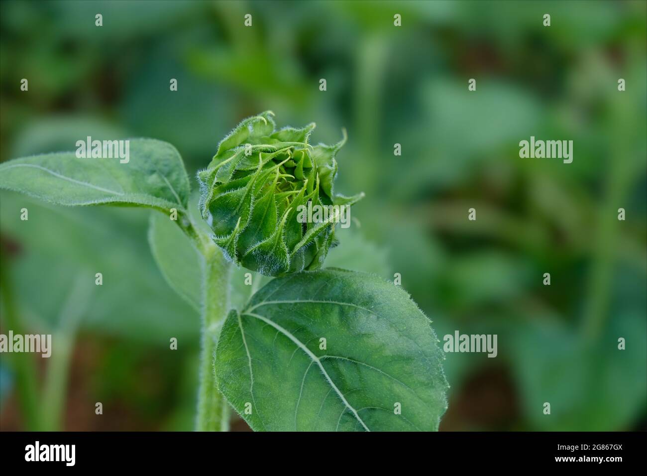 Fiore singolo di girasole pronto per l'apertura con messa a fuoco morbida sullo sfondo Foto Stock