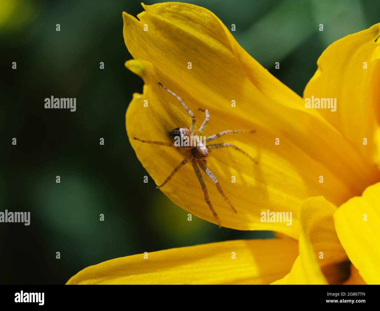 Un ragno piccolo su un petalo di fiori gialli. Macrofotografia. Foto Stock