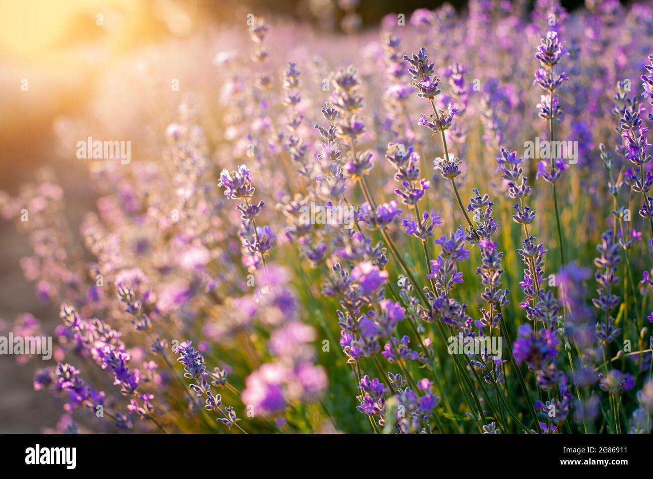 Fiori di lavanda Tramonto su uno sfondo estivo viola campo di lavanda. Mazzo di fiori profumati nei campi di lavanda Foto Stock