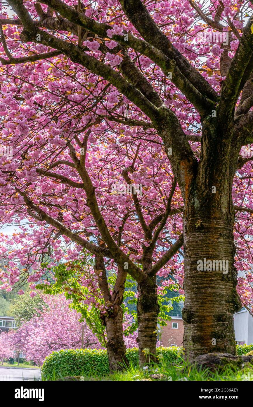 Pink sakura alberi vicolo in primavera Foto Stock