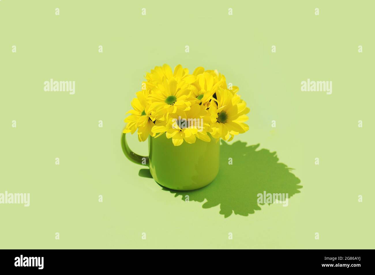 Giallo daisy camomile fiori verde sfondo minimal concetto sfondo copertina immagine sfondo carta da parati Foto Stock