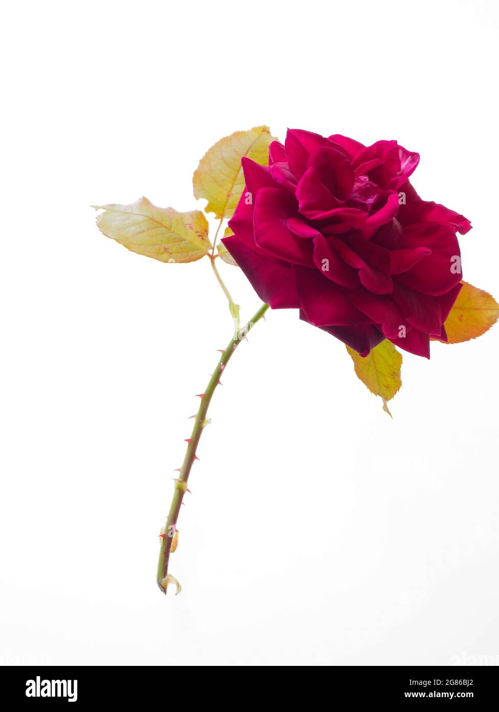 Una bella rosa rossa scura vista su uno sfondo bianco isolato Foto Stock