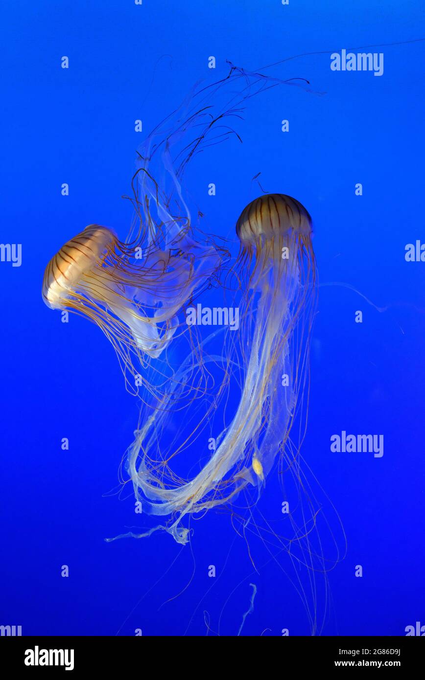 Meduse, ortica del mare del pacifico Foto Stock