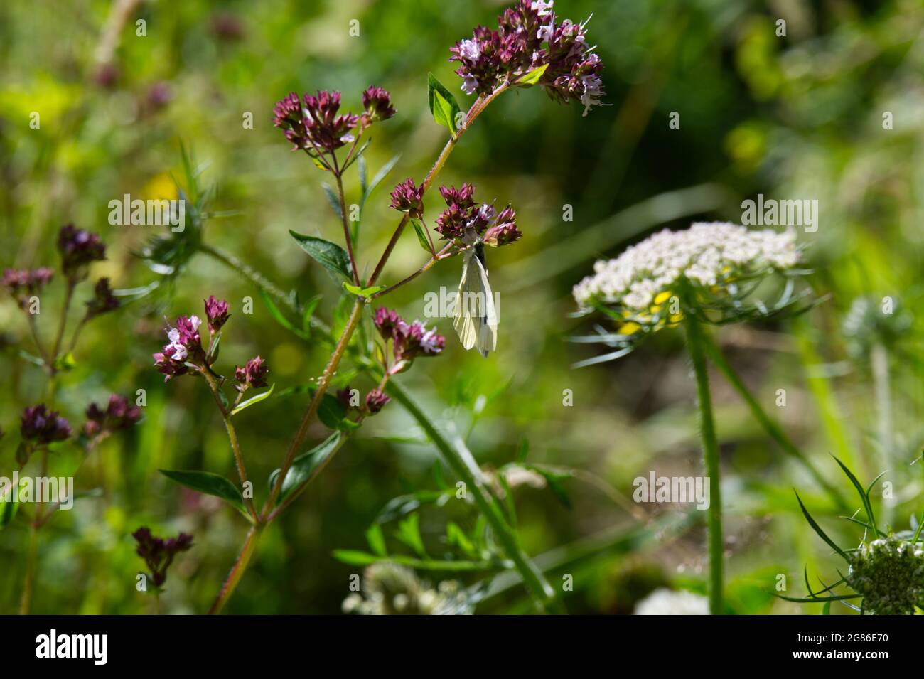 Farfalla bianca di cavolo ( Pieris rapae) su fiore di marjoram in un prato luglio Regno Unito Foto Stock