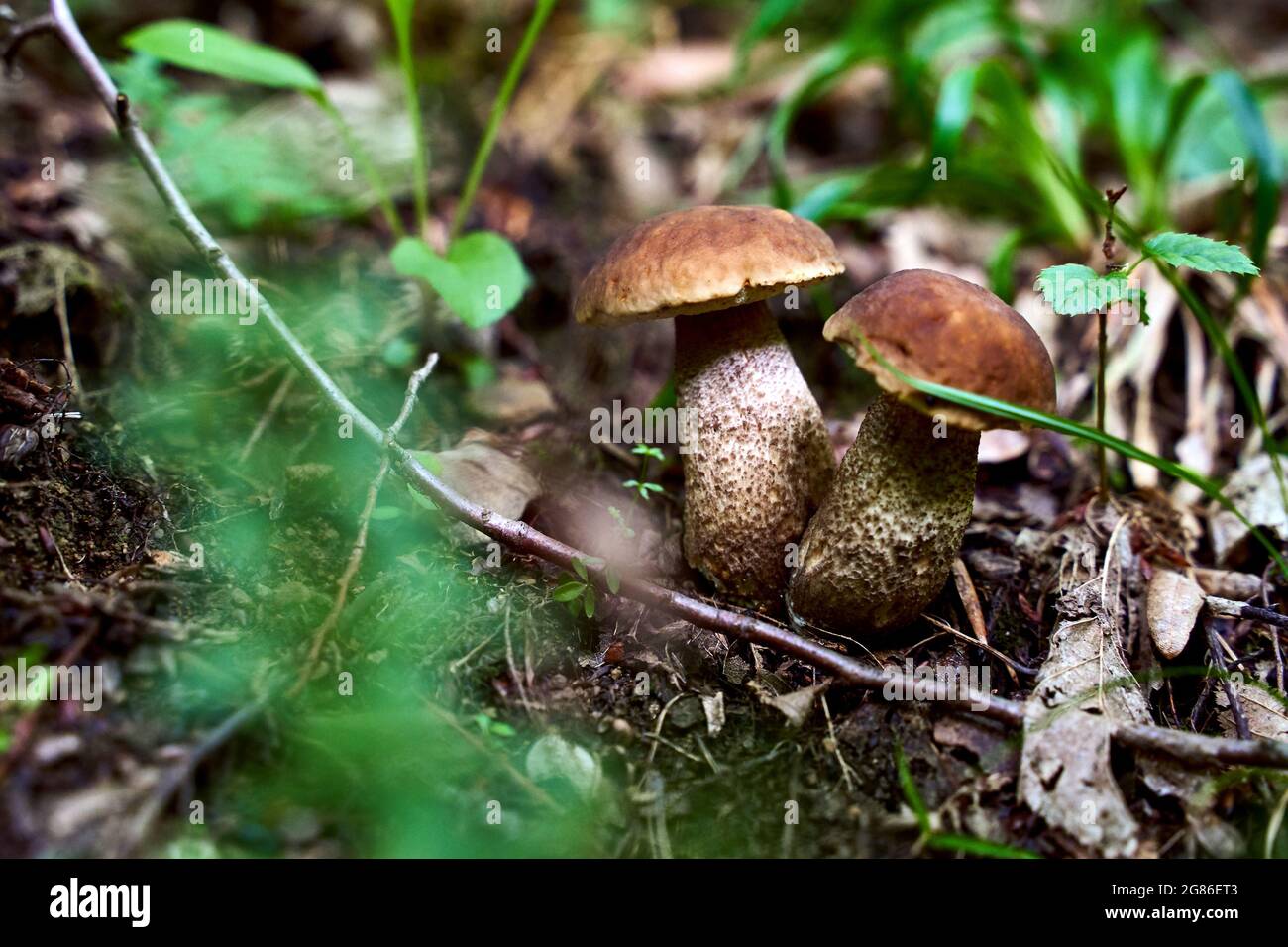 Due giovani funghi di bolete di betulla o leccinum scabrum che crescono in una foresta Foto Stock