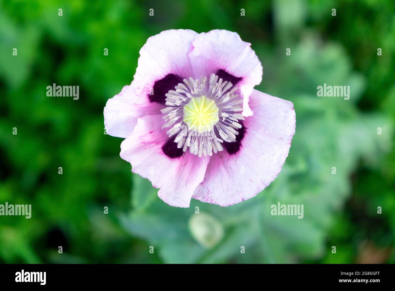 Rosa papavero fiore closeup in fiore contro sfondo verde offuscato vista dall'alto in erbaceo giardino cottage confine Regno Unito KATHY DEWITT Foto Stock