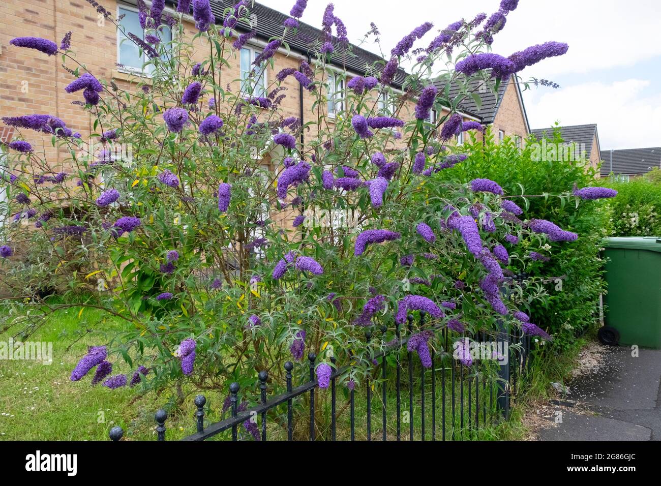 Purple buddleia Buddleja davidii arbusto perenne fiorire in estate in una nuova costruzione home giardino di fronte Cardiff Galles UK KATHY DEWITT Foto Stock