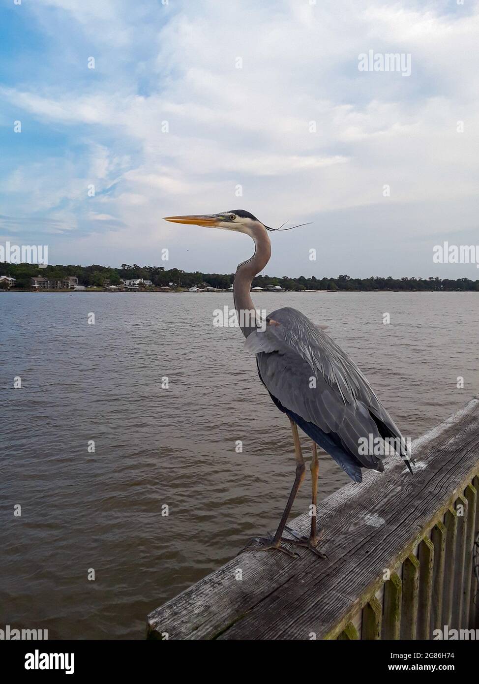 Uccelli acquatici di Alabama Foto Stock