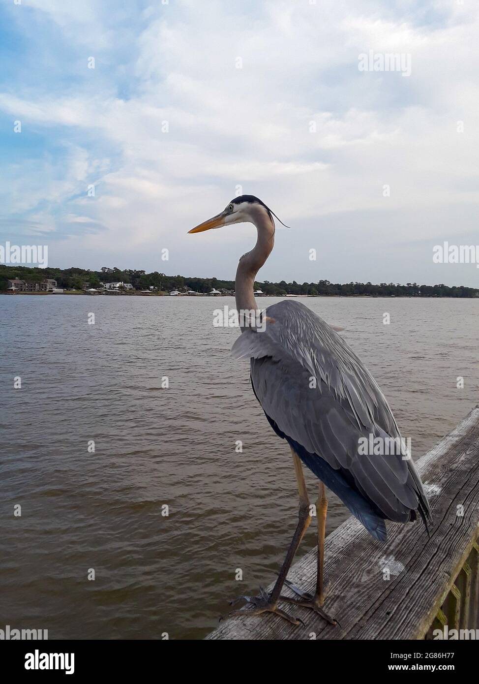 Uccelli acquatici di Alabama Foto Stock