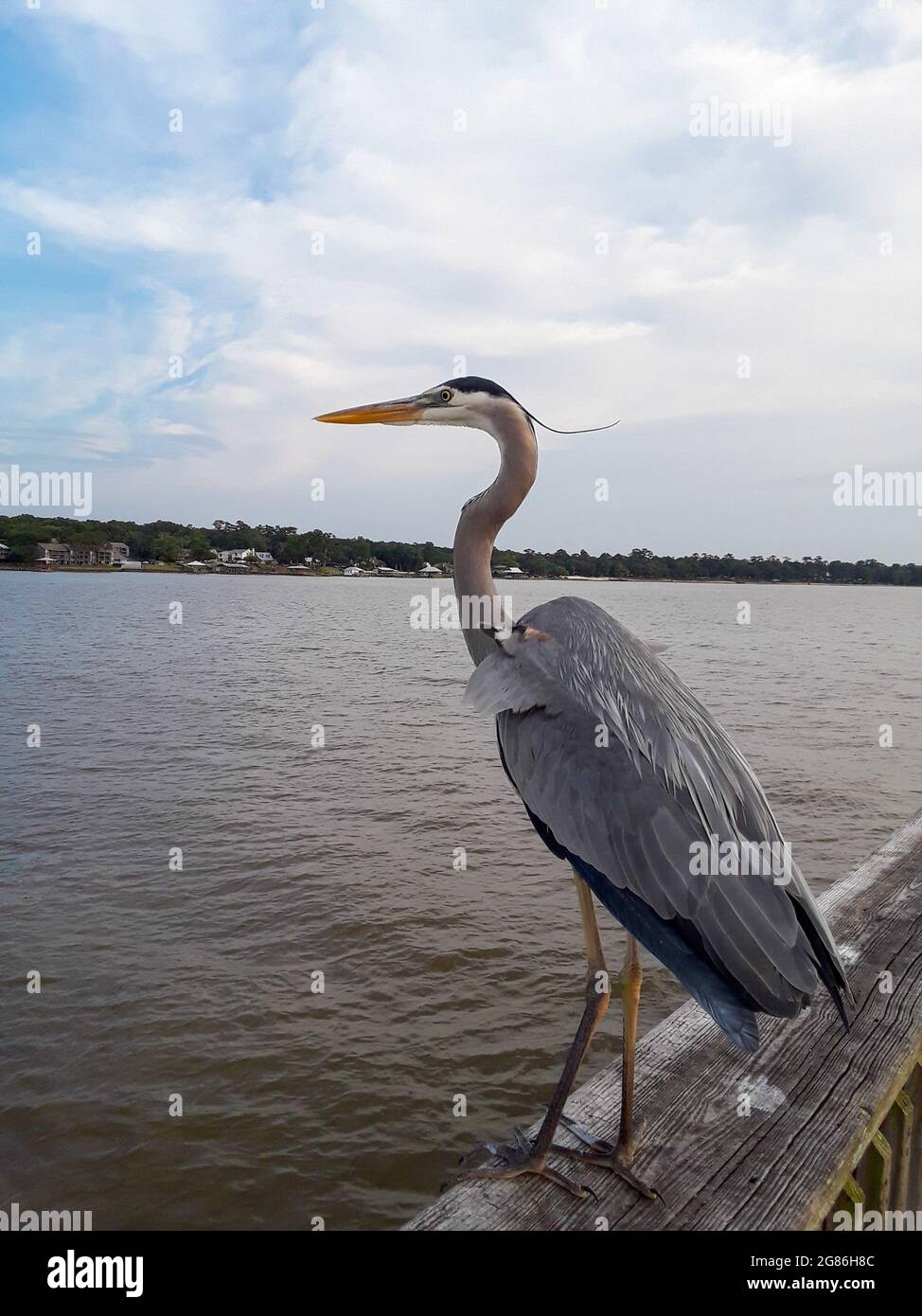 Uccelli acquatici di Alabama Foto Stock