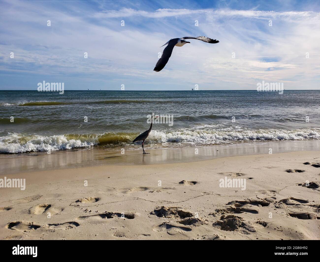 Uccelli acquatici di Alabama Foto Stock
