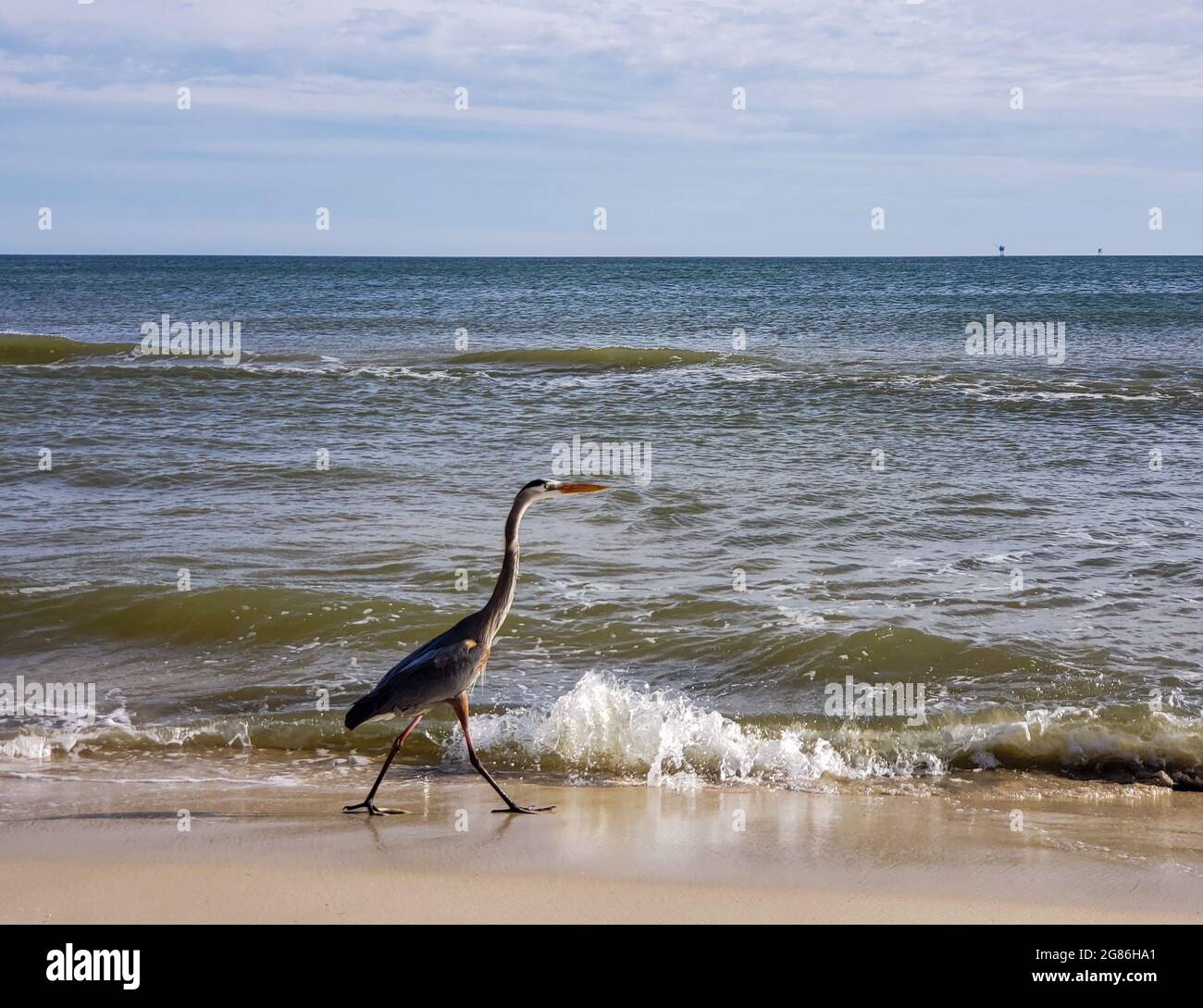 Uccelli acquatici di Alabama Foto Stock