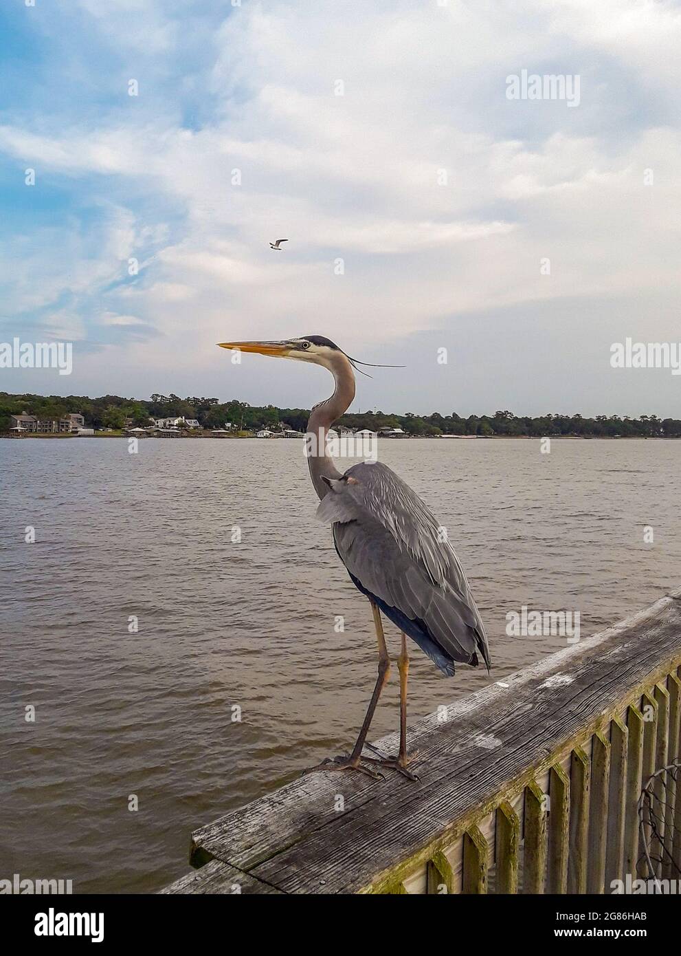 Uccelli acquatici di Alabama Foto Stock