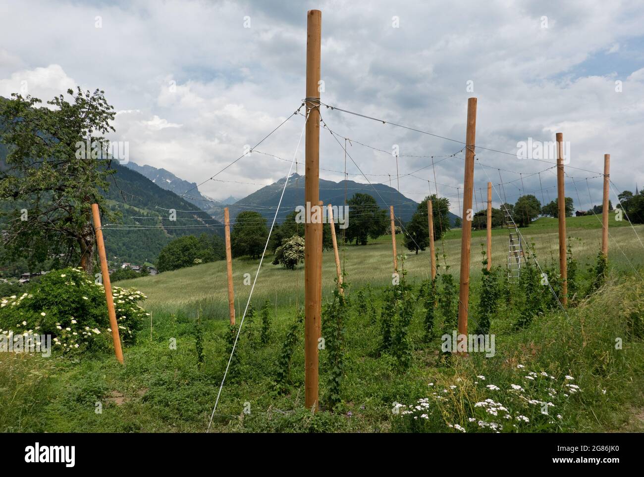 Coltivazione di luppolo su piccola scala con costruzione di pali di legno e filo di ferro in una valle svizzera Foto Stock