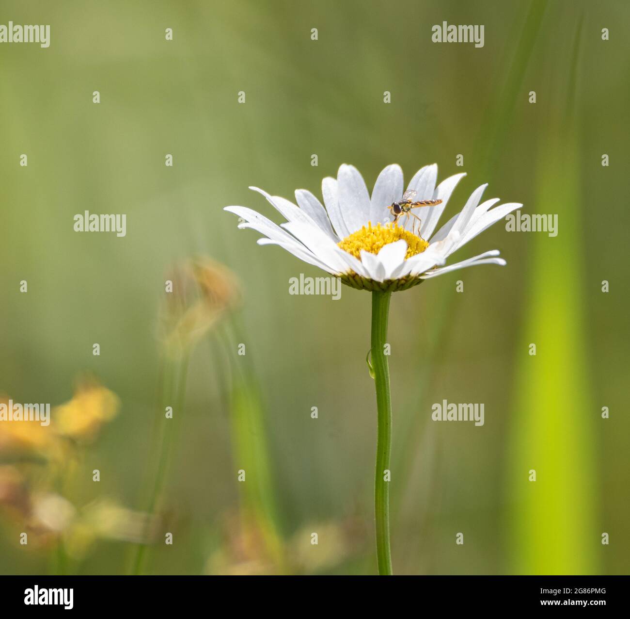 Una margherita con una ninfa libellula sui suoi petali in un campo offuscato Foto Stock