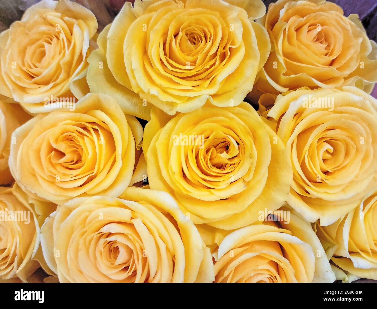 Primo piano di un bouquet giallo di rose nuziali Foto Stock