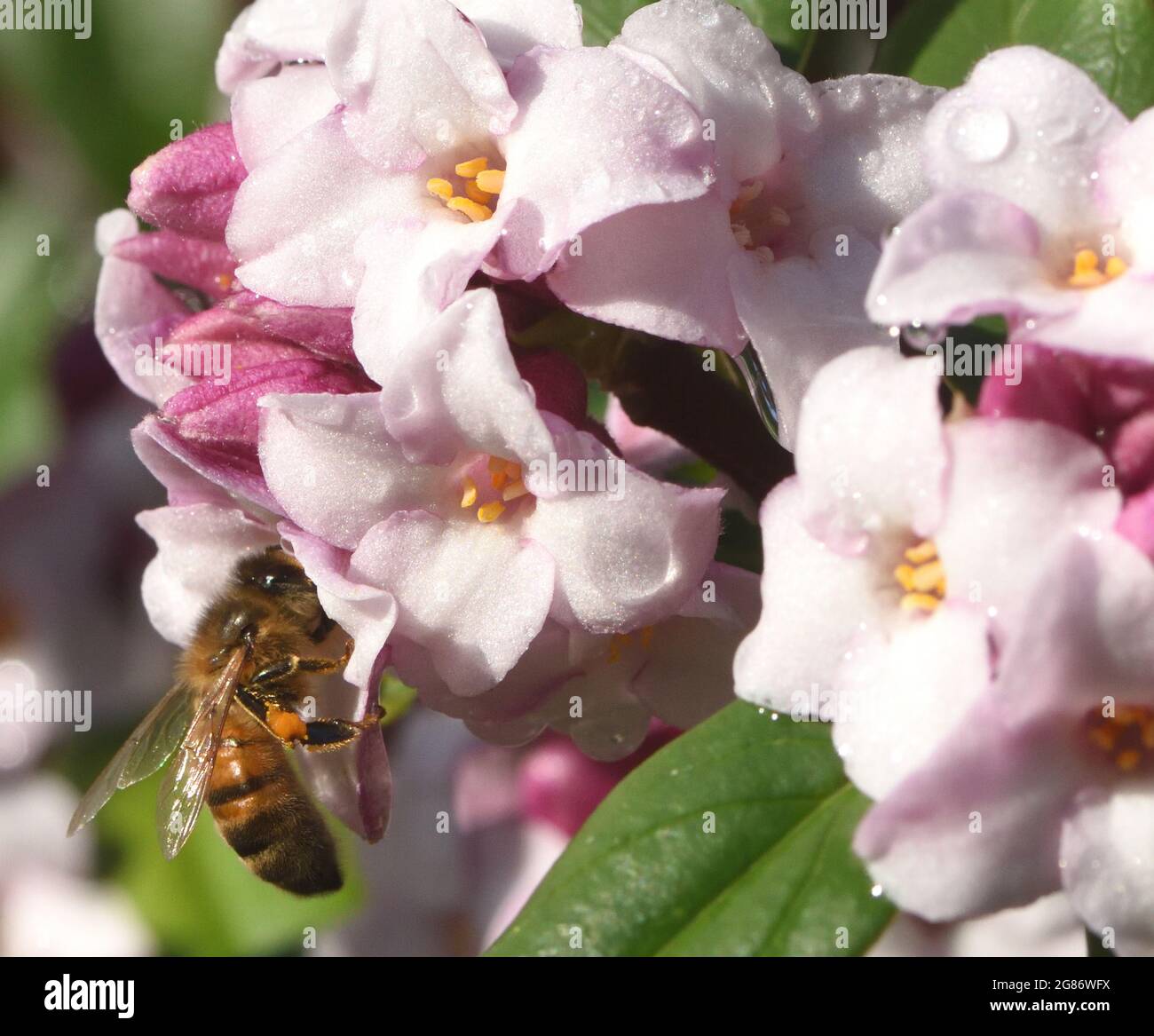 Le api mellifera (Apis mellifera) vengono estratte dal loro nido per aggiungere alla loro fornitura invernale di nettare in un giorno di sole all'inizio di febbraio Foto Stock