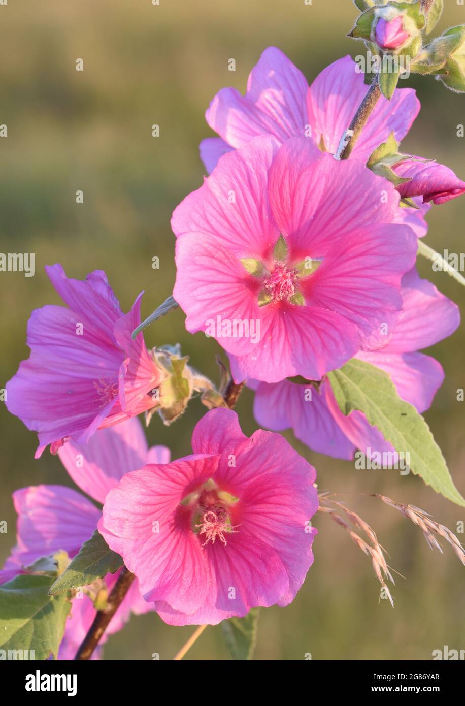I fiori rosa di malva comune (Malva sylvestris) brillano nel sole di prima mattina. Rye Harbor Nature Reserve, Rye, Sussex, Regno Unito. Foto Stock