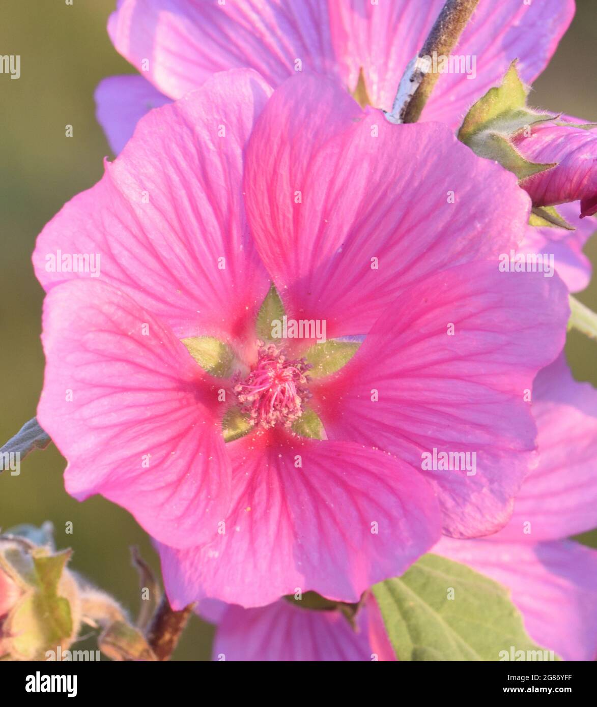 I fiori rosa di malva comune (Malva sylvestris) brillano nel sole di prima mattina. Rye Harbor Nature Reserve, Rye, Sussex, Regno Unito. Foto Stock