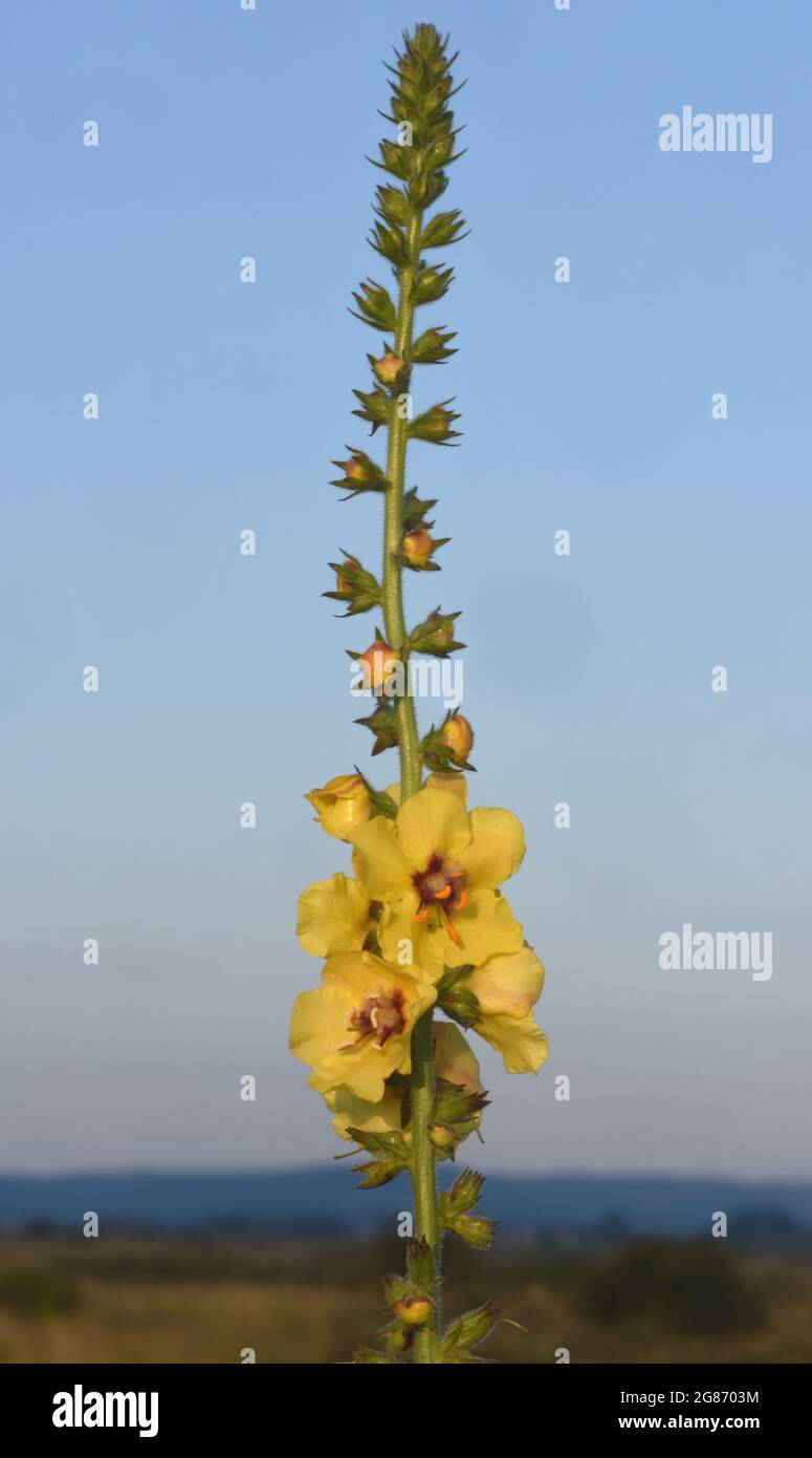 Fiori di colore giallo scuro (mullein Molène nigrum) crescono su molto poveri ciottoli terra dietro la spiaggia della Baia di segale. Porto di segale Riserva Naturale, segala, SUS Foto Stock