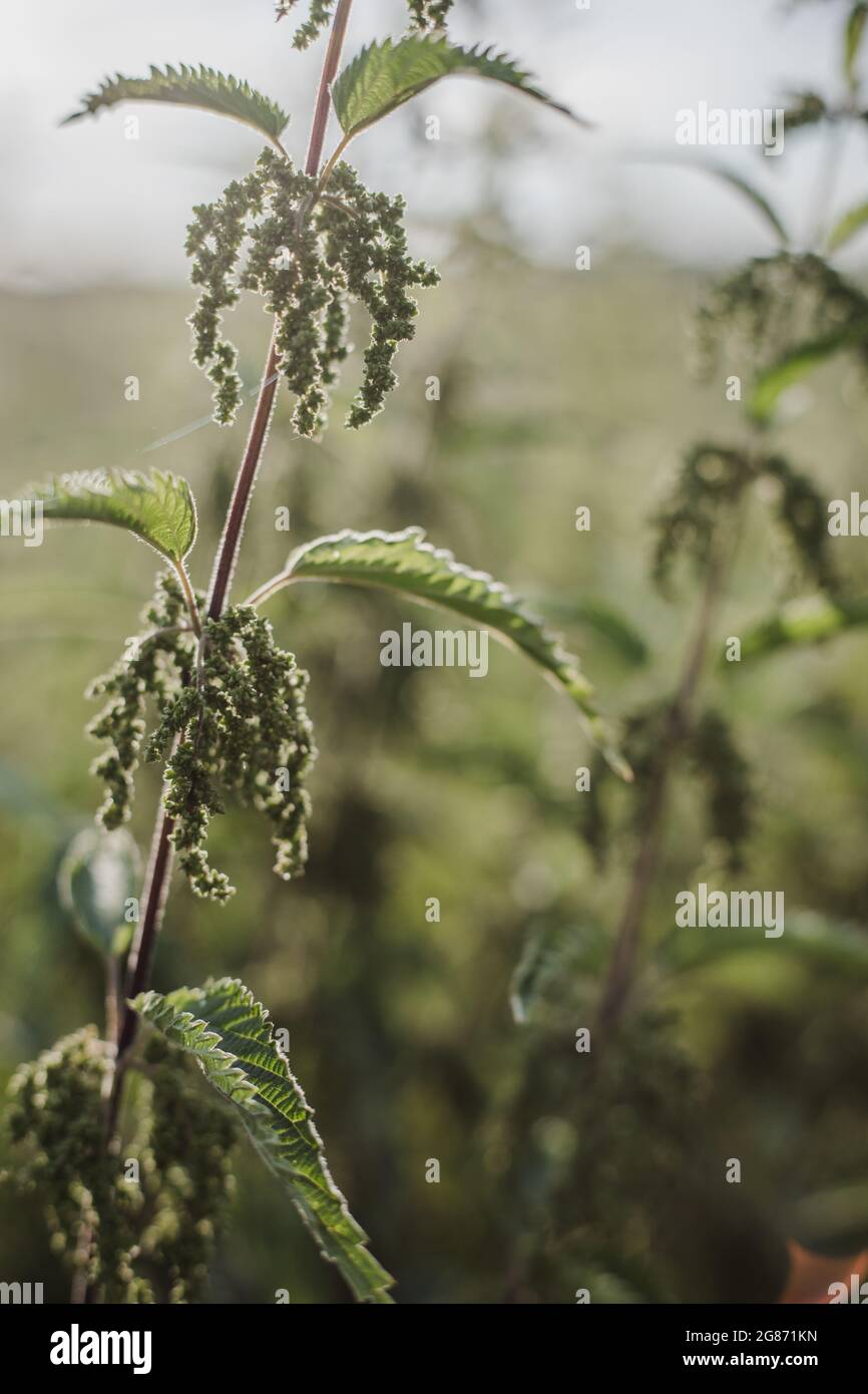 Verde lussureggiante ortica (Urtica dioica) con foglie a forma di cuore e fiori gialli retroilluminati con il sole serale in prato. Può essere usato come medicina Foto Stock