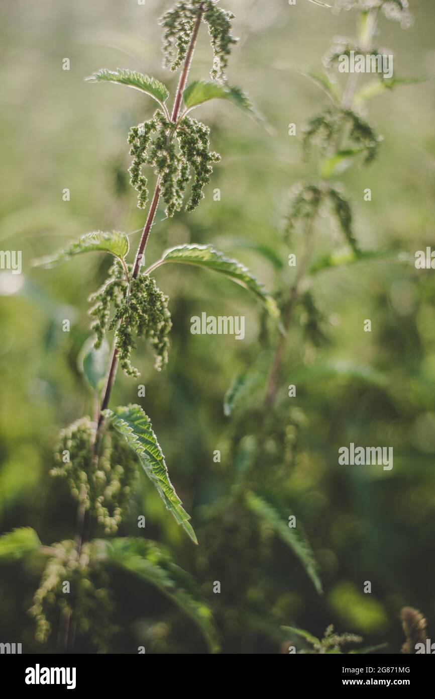 Verde lussureggiante ortica (Urtica dioica) con foglie a forma di cuore e fiori gialli retroilluminati con il sole serale in prato. Può essere usato come medicina Foto Stock