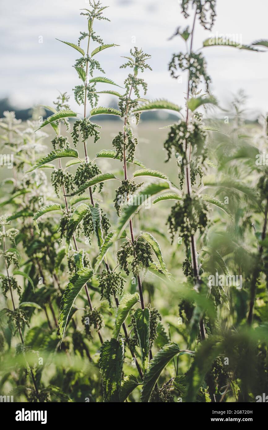 Verde lussureggiante ortica (Urtica dioica) con foglie a forma di cuore e fiori gialli retroilluminati con il sole serale in prato. Può essere usato come medicina Foto Stock