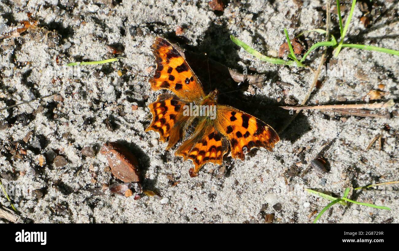Polygonia c-album o virgola che riposa su una strada sterrata. Il lato superiore delle ali presenta un colore arancione chiaro, decorato con segni marroni Foto Stock