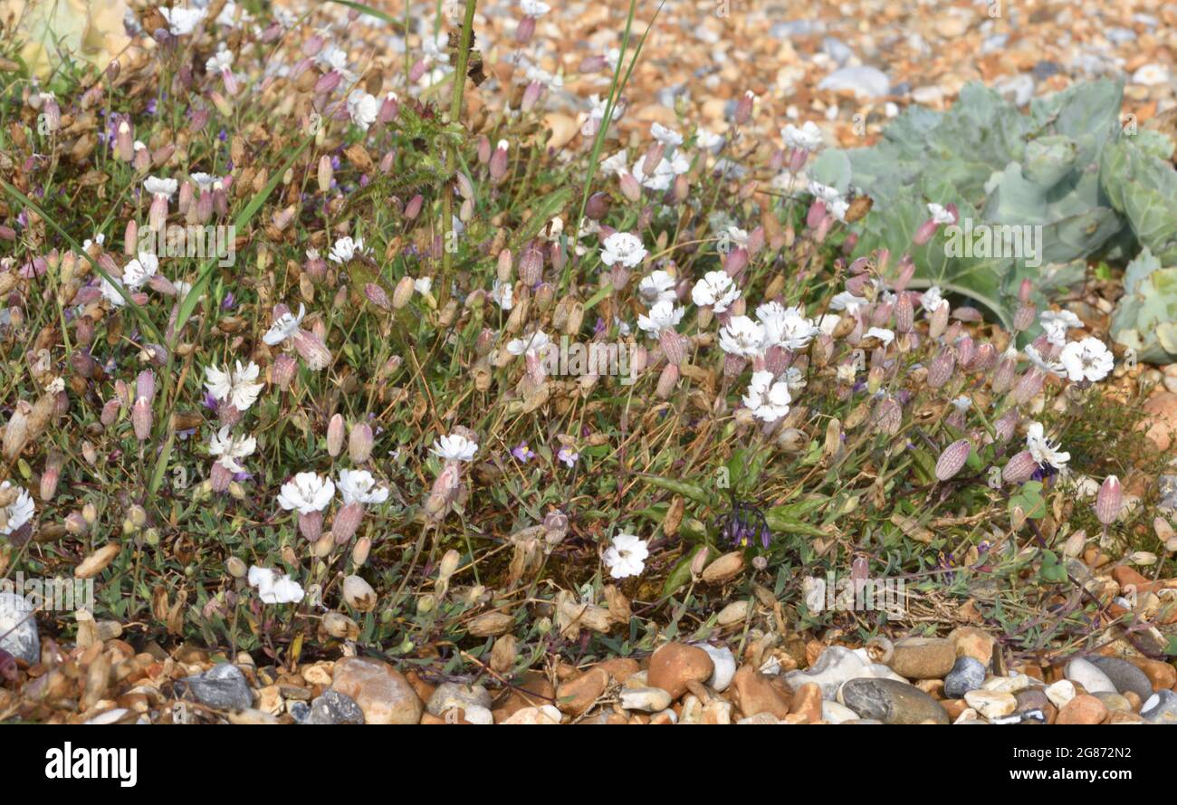 Fiori di mare campion (Silene uniflora) che crescono su un terreno di ghiaia molto povero dietro la spiaggia di Rye Bay. Rye Harbor Nature Reserve, Rye, Sussex, Regno Unito. Foto Stock