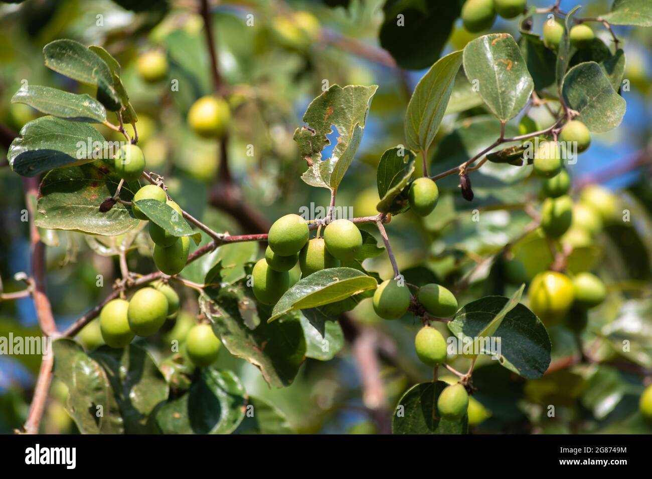 Frutta verde di jujujujbe sull'albero di jujujbe nel giardino Foto Stock