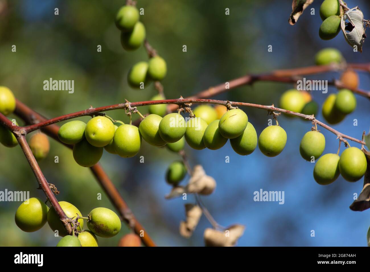 Frutta verde di jujujujbe sull'albero di jujujbe nel giardino Foto Stock