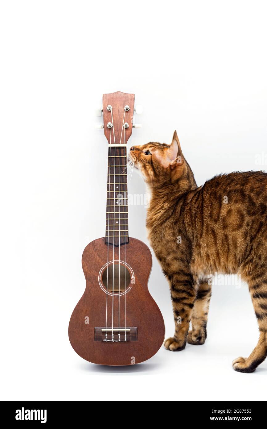 Ukulele chitarra acustica e carino gatto bengala. Pausa tempo per hobby. Arte o concetto musicale. Chitarra hawaiana marrone e gatto purebred sul bianco Foto Stock