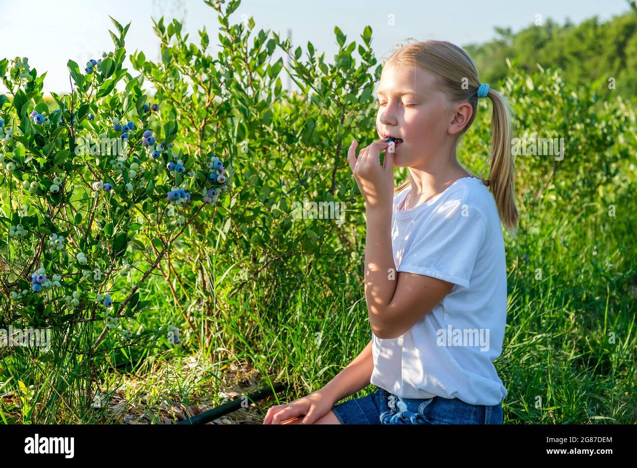 Contadini giovane figlia raccoglie mirtilli da un cespuglio e godere del gusto di bacche Foto Stock