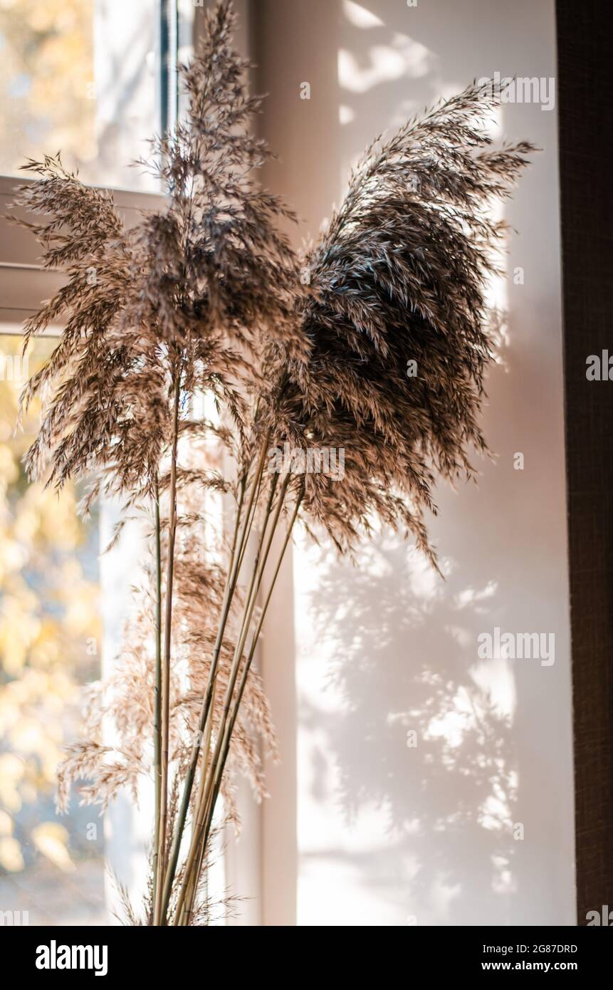 Canne secche in un vaso. Ombre da un bouquet asciutto sulla parete. Sfondo per le cartoline. Le canne nel vaso Foto Stock