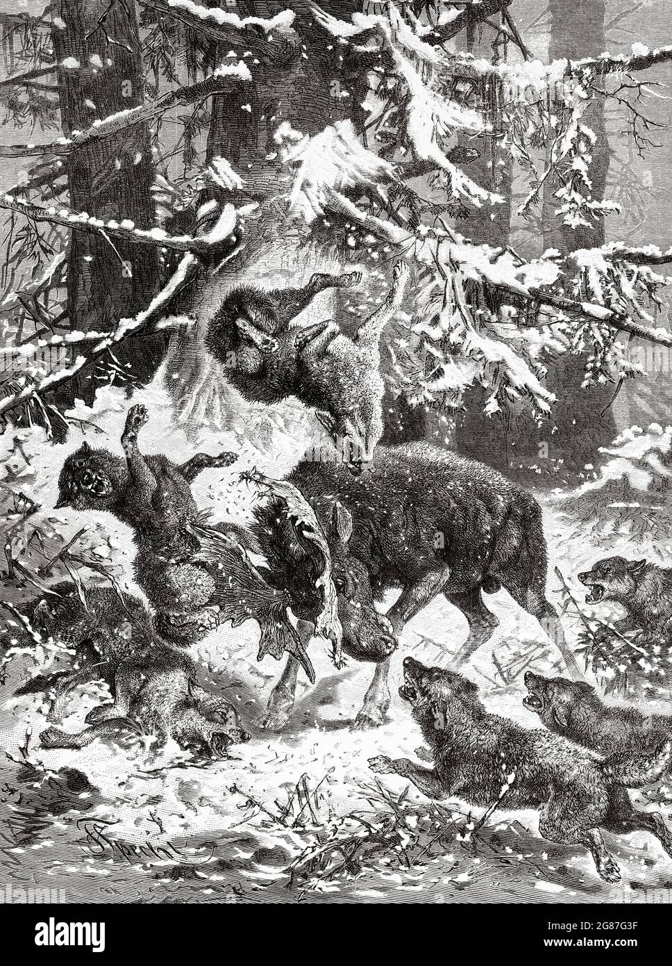 Lotta nella neve tra un toro Moose e un sacco di lupi. Antica illustrazione del 19 ° secolo inciso da El Mundo Ilustrado 1880 Foto Stock