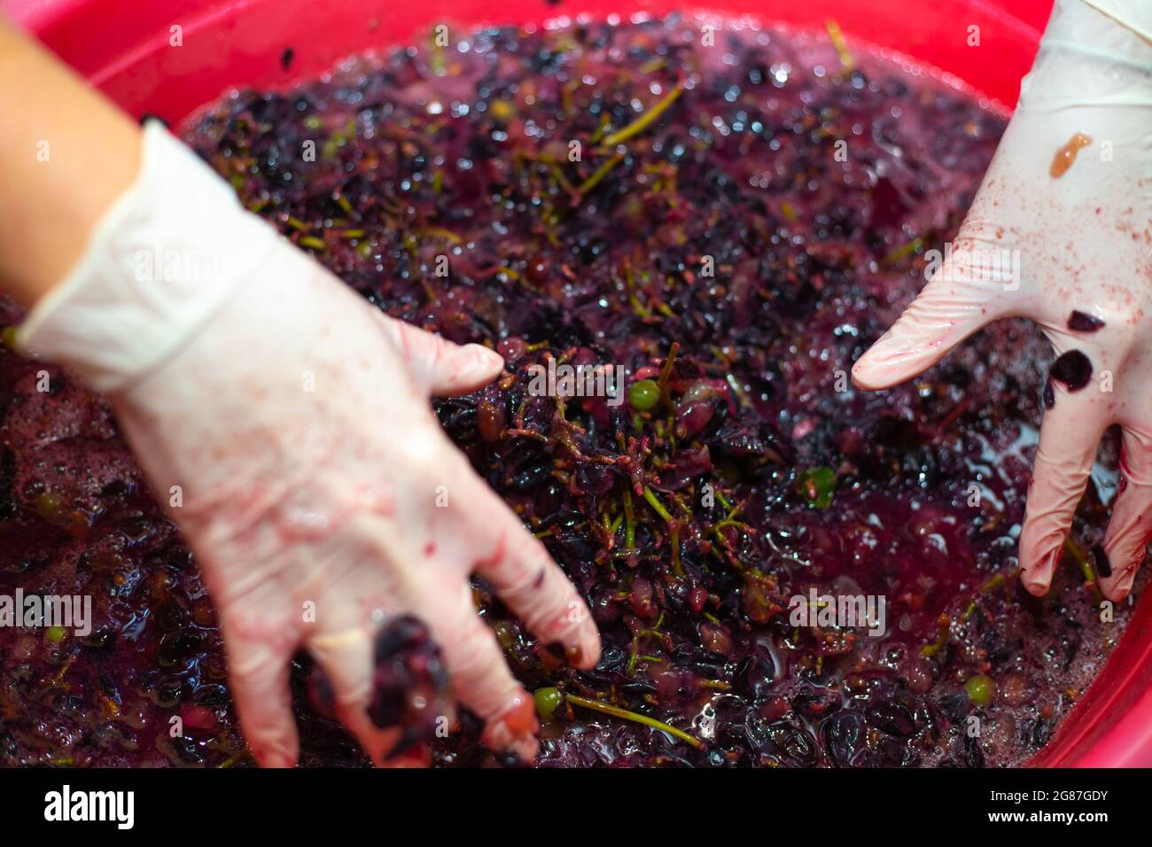 Fare il vino. Donna mani rughe grappoli di uva in un bacino. Polpa di bacche succosa, fuoco selettivo. Foto Stock
