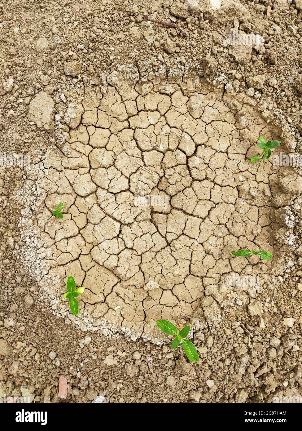 Pianta cresce su terreno fessurato. Mancanza di acqua e concetto di siccità. Semina e suolo asciutto in aree aride sfondo. La natura combatte il caldo. Riscaldamento globale. Foto Stock