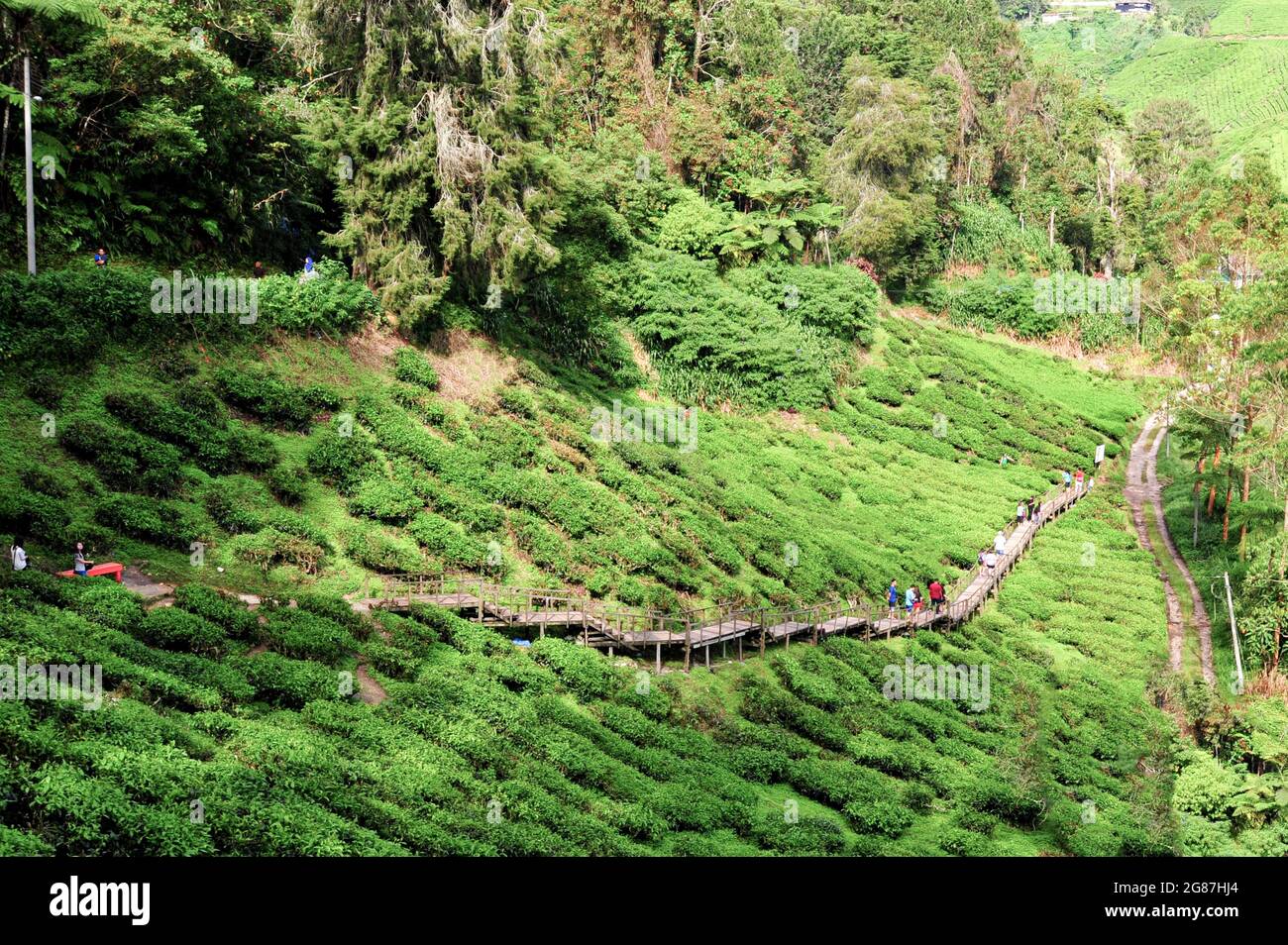 Un sentiero in legno che scende su una collina tra la piantagione di tè. Punti di messa a fuoco selettivi. Sfondo sfocato Foto Stock