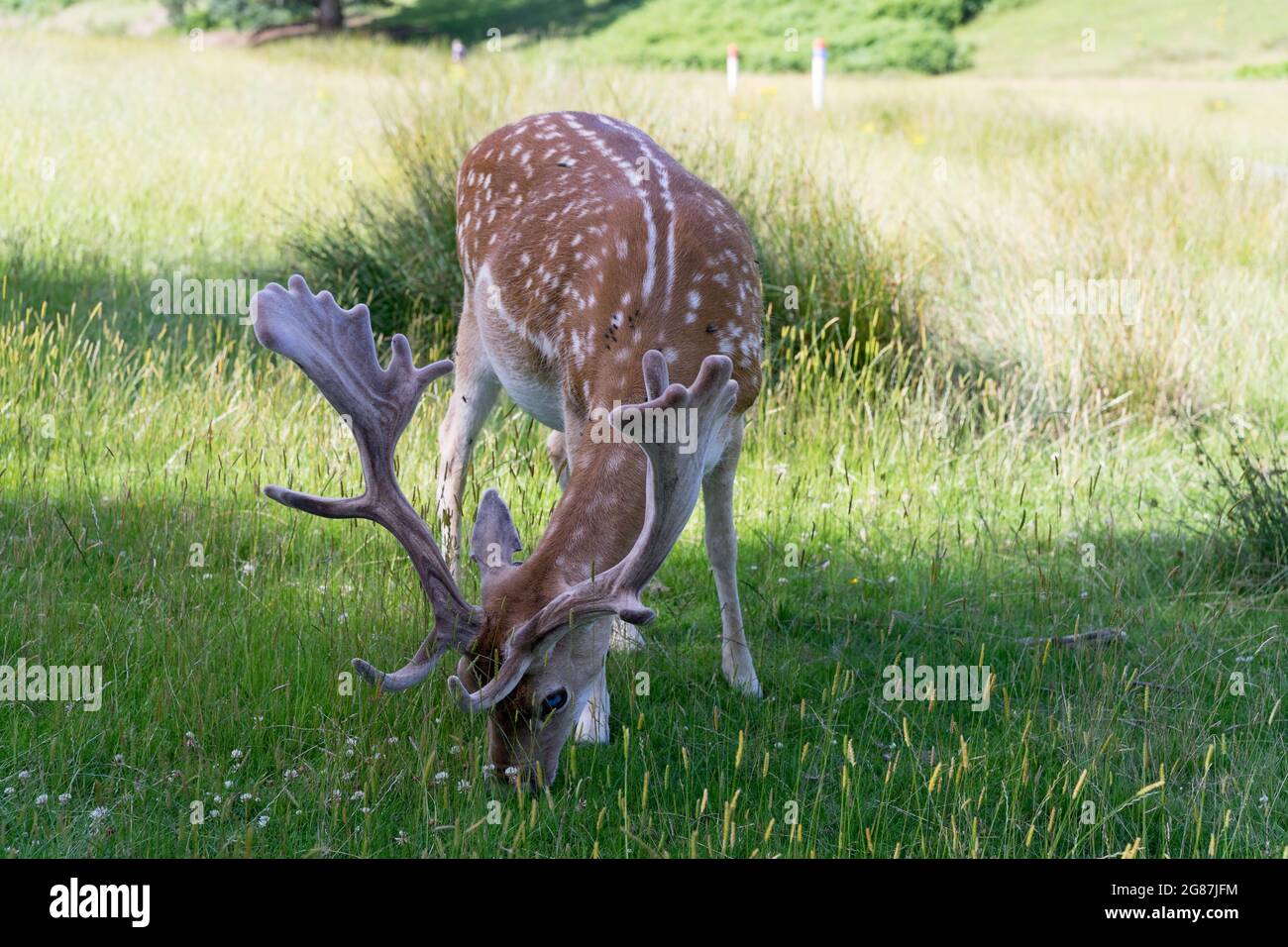 Allow cervi con antler appena cresciuto nel Parco Nazionale Kent Inghilterra, Regno Unito Foto Stock