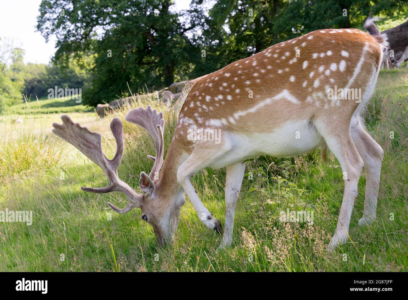 Allow cervi con antler appena cresciuto nel Parco Nazionale Kent Inghilterra, Regno Unito Foto Stock