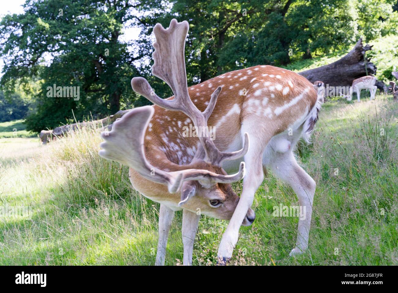 Allow cervi con antler appena cresciuto nel Parco Nazionale Kent Inghilterra, Regno Unito Foto Stock
