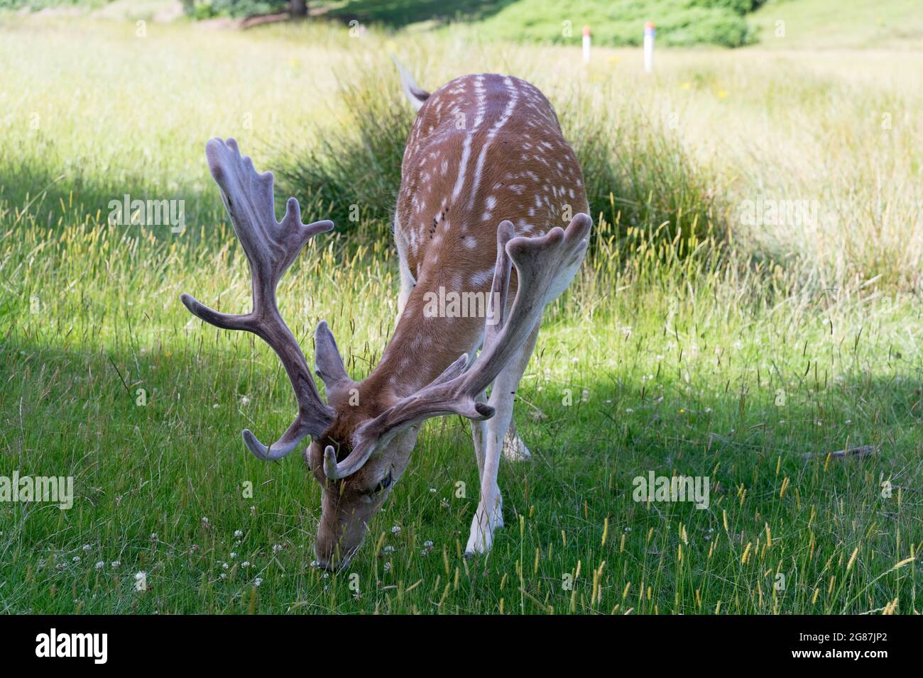 Allow cervi con antler appena cresciuto nel Parco Nazionale Kent Inghilterra, Regno Unito Foto Stock