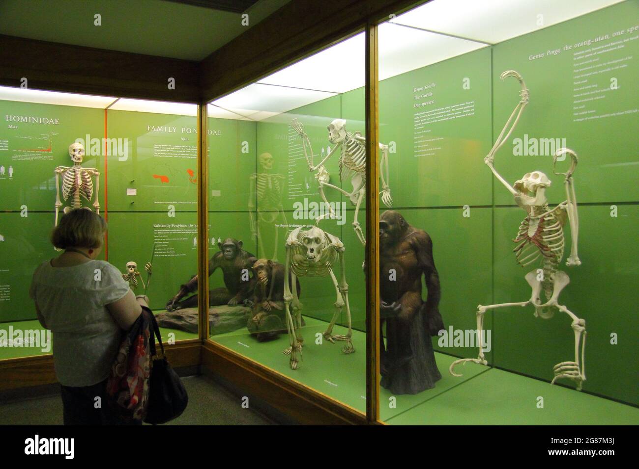 Scheletro di dinosauro nel museo della scienza Foto Stock