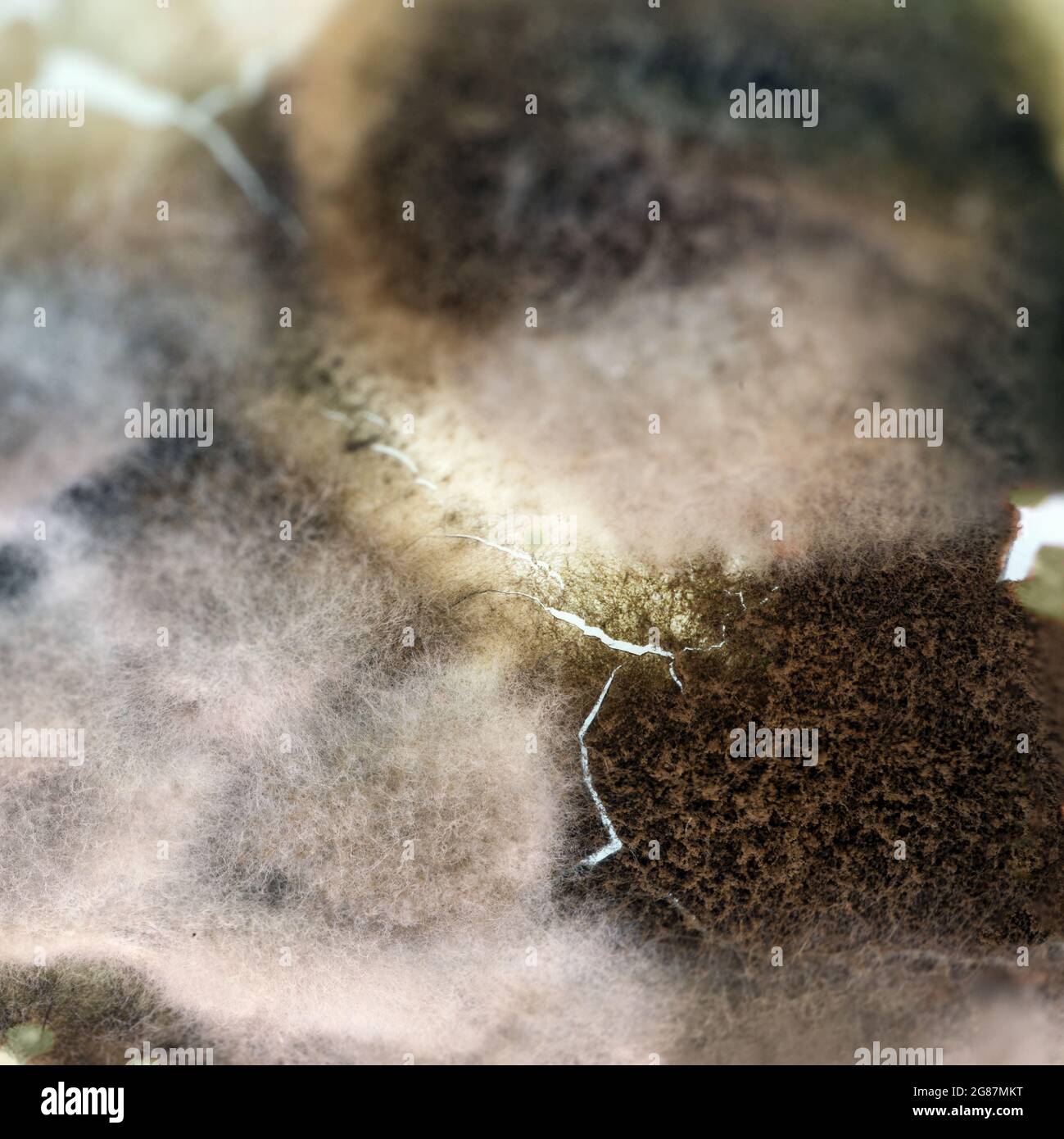 Muffa funghi che crescono sul coperchio di un prodotto lattiero-caseario, cibo rovinato dopo il meglio prima della data, astratta trama di fondo per la salute e igiene con Foto Stock