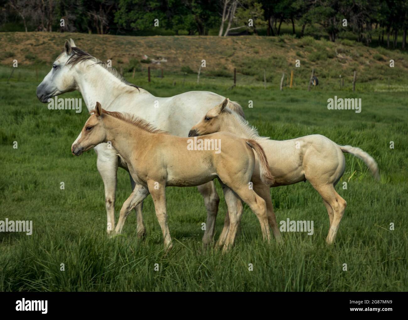 American Quarter Horses su un ranch nella contea di Gunnison del Colorado. Palominos, bucce, duns, maree colorate di grigio e di sorgo, nemici e uno stallone. Foto Stock