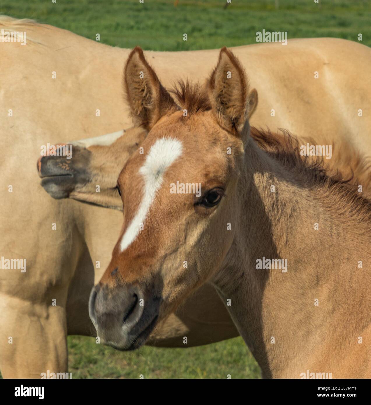 American Quarter Horses su un ranch nella contea di Gunnison del Colorado. Palominos, bucce, duns, maree colorate di grigio e di sorgo, nemici e uno stallone. Foto Stock