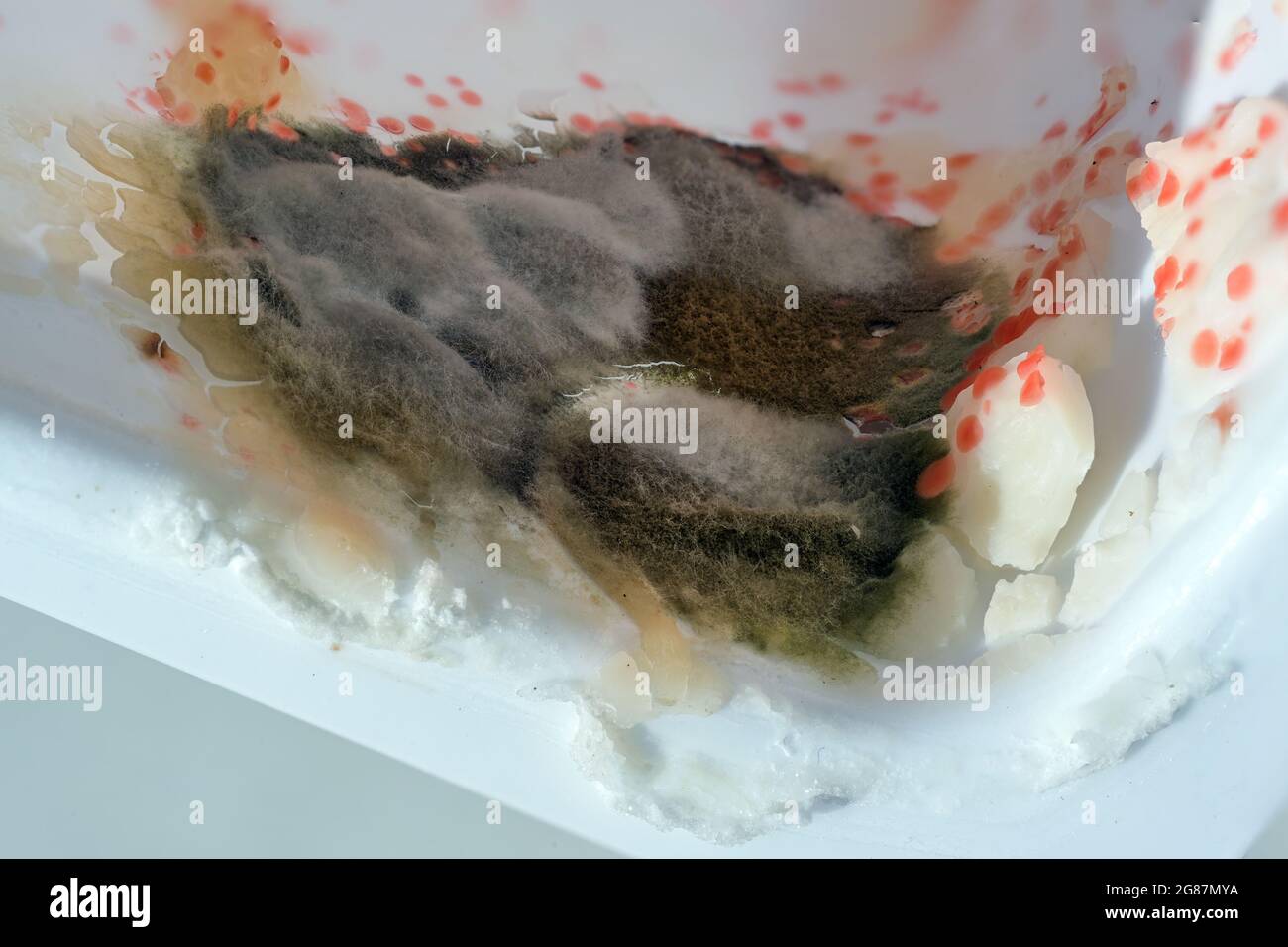 Deterioramento del cibo con funghi di muffa e batteri di serratia in una confezione di formaggio cagliato, salute e igiene concetto, copia spazio, macro shot Foto Stock